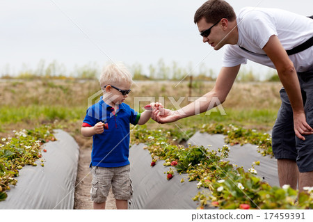 father and son picking strawberries father and son picking strawberries 17459391