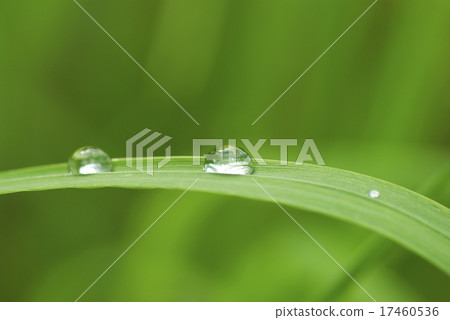 drop on grass 17460536