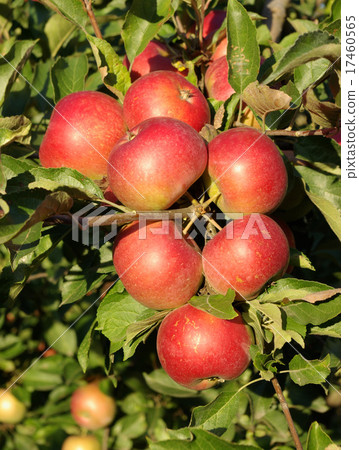 group apple group apple 17460565