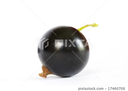 black currant black currant 17460708