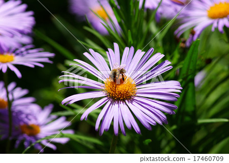 flower and bee 17460709