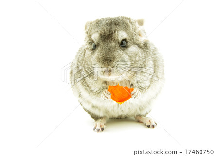chinchilla chinchilla 17460750