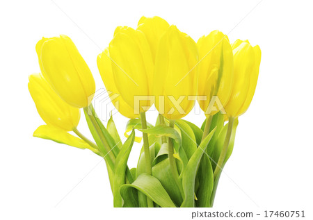 yellow tulips yellow tulips 17460751