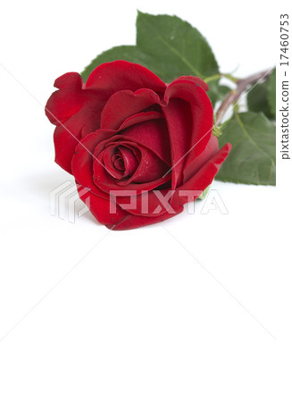 rose rose 17460753