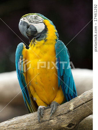 parrot bird 17461292