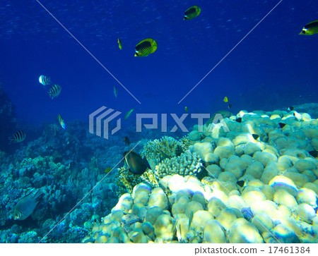 fishes fishes 17461384