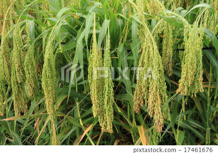 Ear of millet Ear of millet 17461676