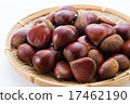 Chestnut  17462190