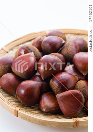 Chestnut  17462191