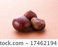 Chestnut  17462194