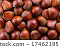 Chestnut  17462195