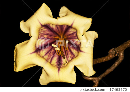 cup of gold, Solandra nitida 17463570