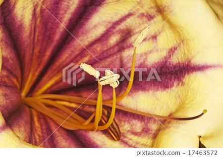 cup of gold, Solandra nitida 17463572