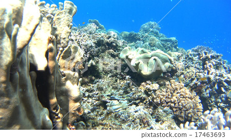 Tropical fish and coral reef underwater photography 17463693