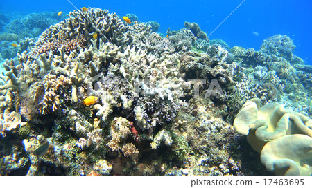 Tropical fish and coral reef underwater photography 17463695
