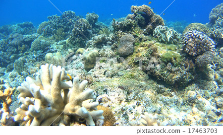Tropical fish and coral reef underwater photography 17463703