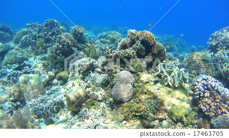 Tropical fish and coral reef underwater photography 17463705
