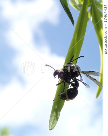 Mating of Tortoiseshells 1 17464434