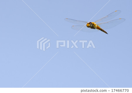 Ustarcissimbo的飛行 Ustarcissimbo的飛行 17466770