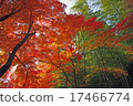 Autumn leaves 17466774