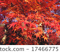 Autumn leaves 17466775