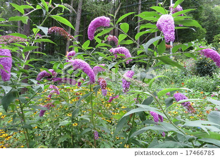 Mountain garden, flower garden, Mountain garden, flower garden, 17466785