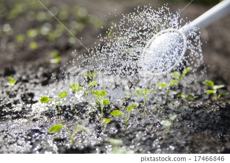 灑水 灑水 17466846