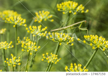 Flower of the fennel and mantis larva 17467150