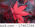 Autumn leaves 17467294