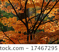 Autumn leaves 17467295