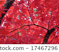 Autumn leaves 17467296