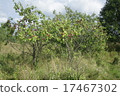 small plum trees 17467302