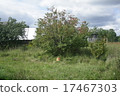 basket of apples under the apple tree 17467303
