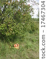basket of apples under the apple tree 17467304
