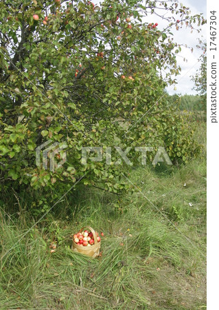 basket of apples under the apple tree basket of apples under the apple tree 17467304