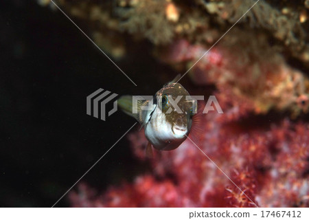 Swim Kitamakura A 17467412