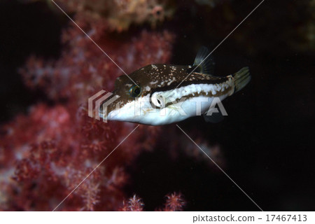 Swim Kitamakura B 17467413