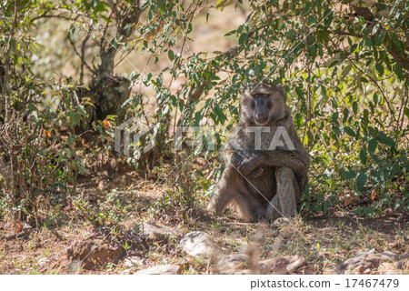 Baboon sits in shade with arms crossed Baboon sits in shade with arms crossed 17467479