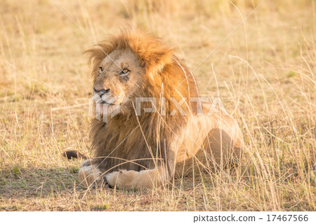 Male lion lying in grass stares left 17467566