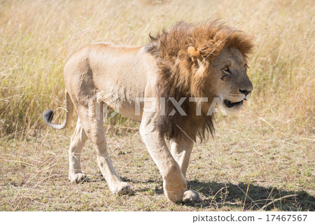 Male lion walks head down across savannah 17467567
