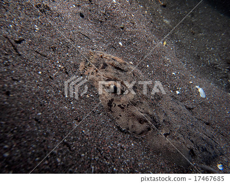 蜻蜓在沙子裡 17467685