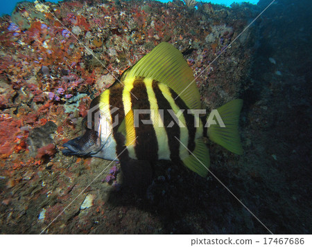 漂流騰台 17467686