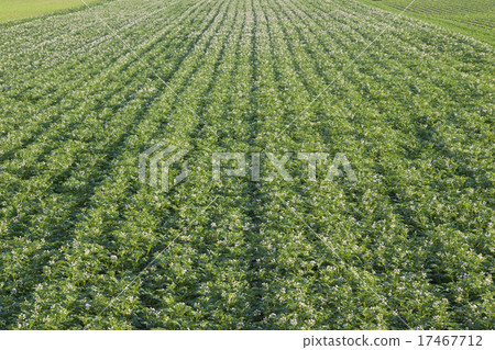 Potato field Potato field 17467712