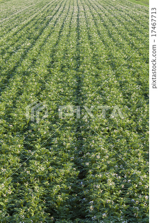 馬鈴薯田 17467713