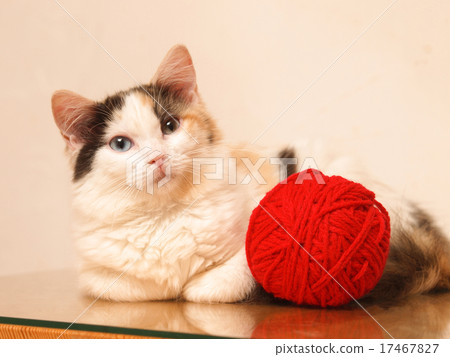 紅紗和蘇格蘭折 紅紗和蘇格蘭折 17467827