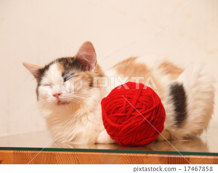 Scottish fold to take a nap with red yarn Scottish fold to take a nap with red yarn 17467858