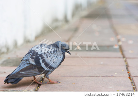 Bird of a pigeon dove grey color Bird of a pigeon dove grey color 17468214