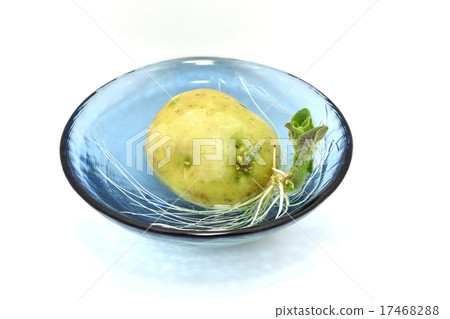 Emergence and growth of potatoes (hydroponics) Part 1 Emergence and growth of potatoes (hydroponics) Part 1 17468288