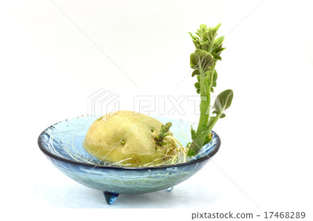 馬鈴薯的出苗和生長(水栽法)第2部分 馬鈴薯的出苗和生長(水栽法)第2部分 17468289