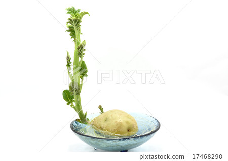 馬鈴薯的出苗和生長（水栽法）第3部分 17468290